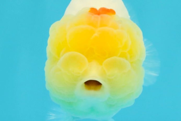 A Grade Red White LionQueen 4.5 inches #031326LC_07