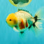 CHONKY AAA Grade Marble Button Eyes Oranda Male 6 inches #061926OR_27