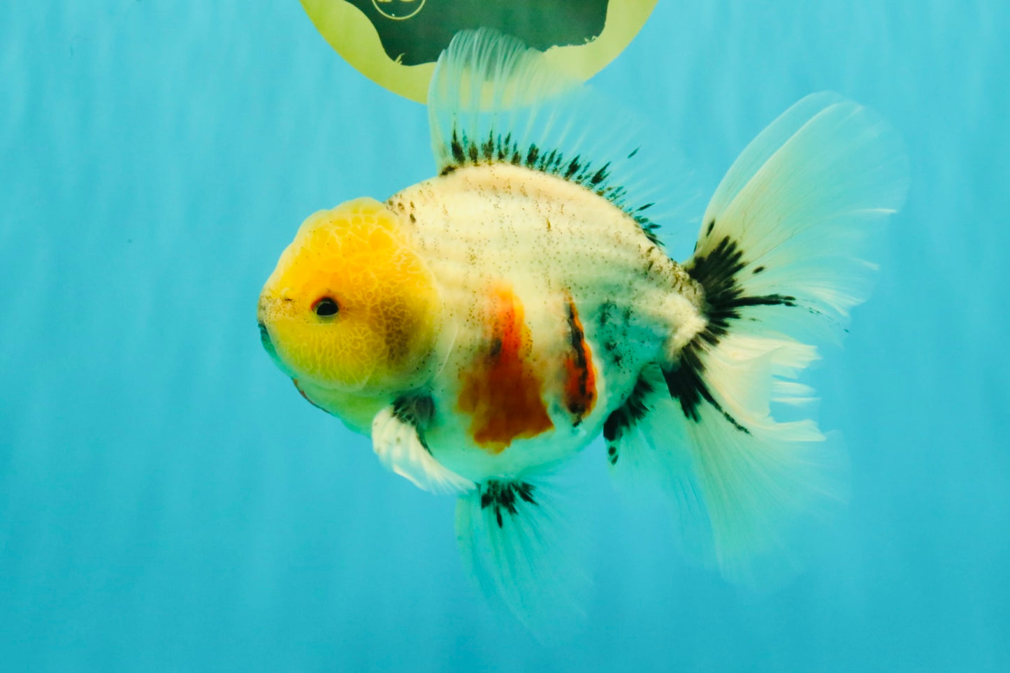 CHONKY AAA Grade Marble Button Eyes Oranda Male 6 inches #061926OR_27
