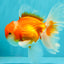 Red White Oranda Male 5.5-6 inches #082826OR_09
