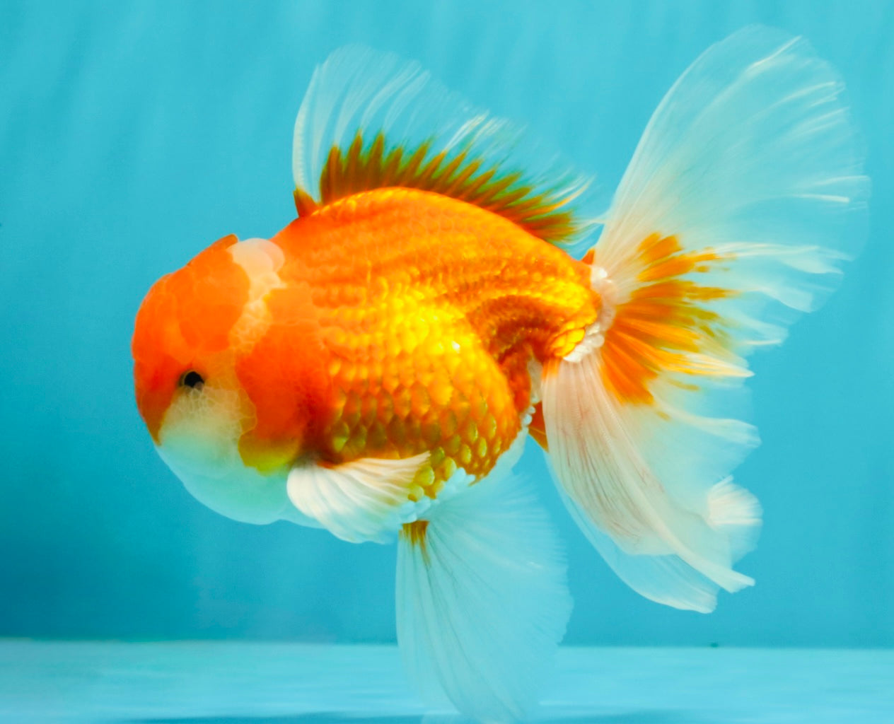 Red White Oranda Male 5.5-6 inches #082826OR_09