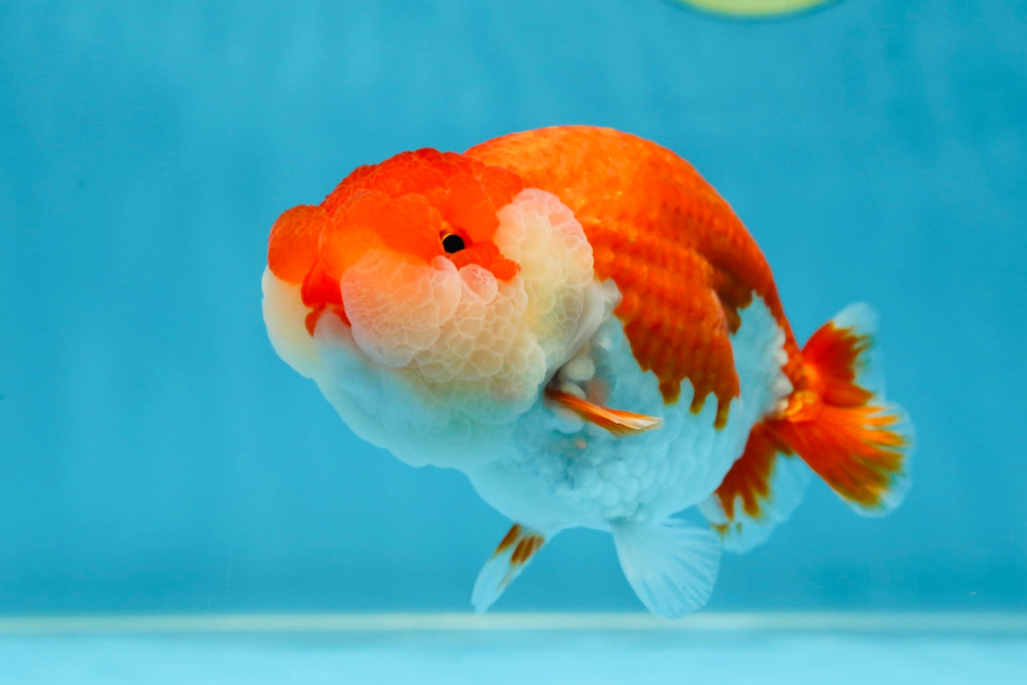 A Grade Red White LionQueen 4.5-5 inches #052325LC_20