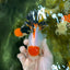 A Grade Tancho Tricolor Oranda Female 5-5.5 inches #050925OR_34