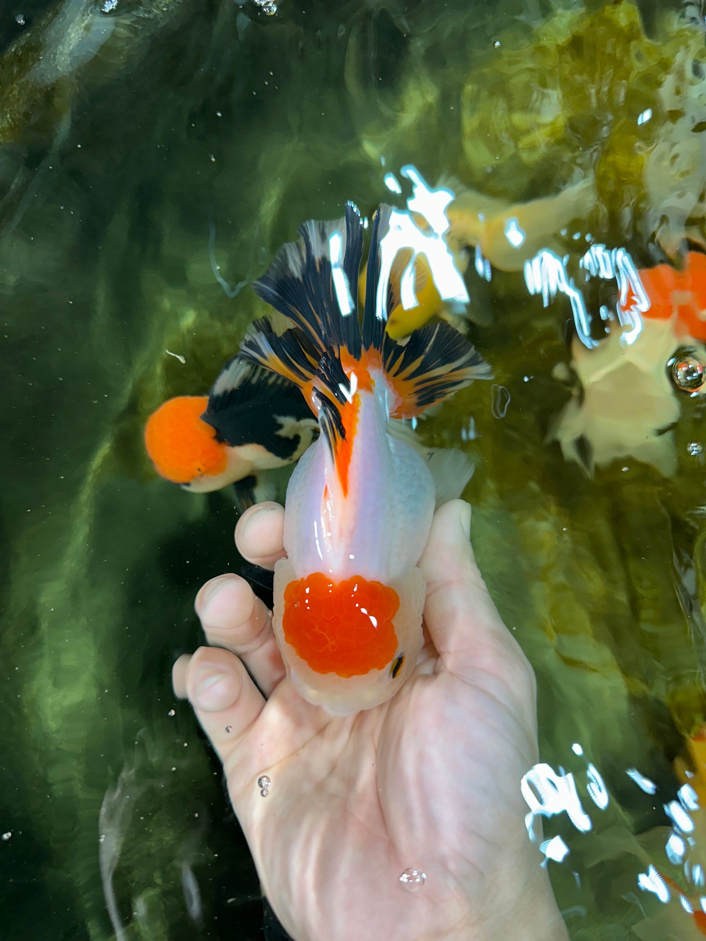 A Grade Tancho Tricolor Oranda Female 5-5.5 inches #050925OR_34