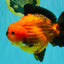 CHARLIE AAA Grade Apache Yuanbao Male 6.5 inches #071726YB_14