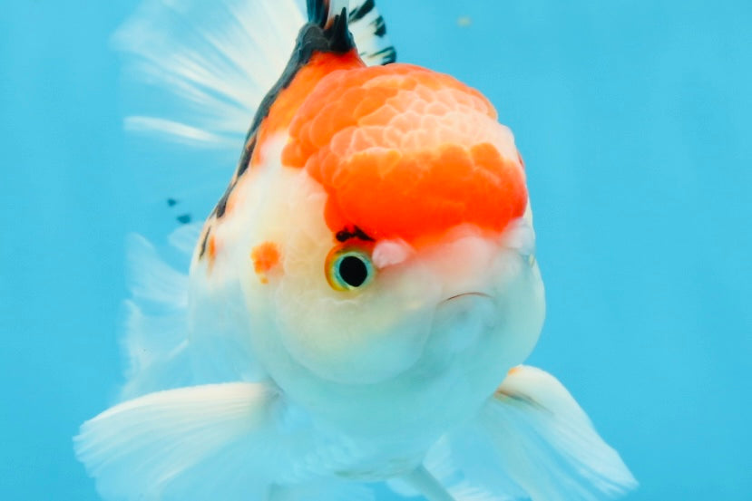 A Grade Tricolor Gem Oranda Male 5-5.5 inches #020725OR_29