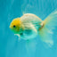 A Grade White Oranda Male 5.5-6 inches #072426OR_21