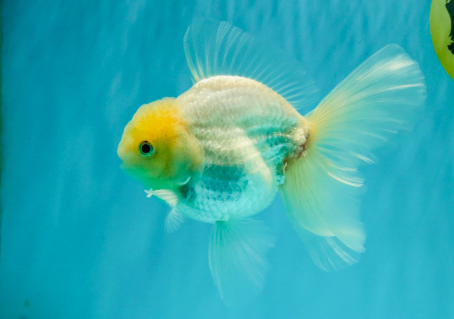 A Grade White Oranda Male 5.5-6 inches #072426OR_21
