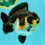 BATMAN AAA Grade Tricolor Yuanbao Male 4.5-5 inches #061926YB_33