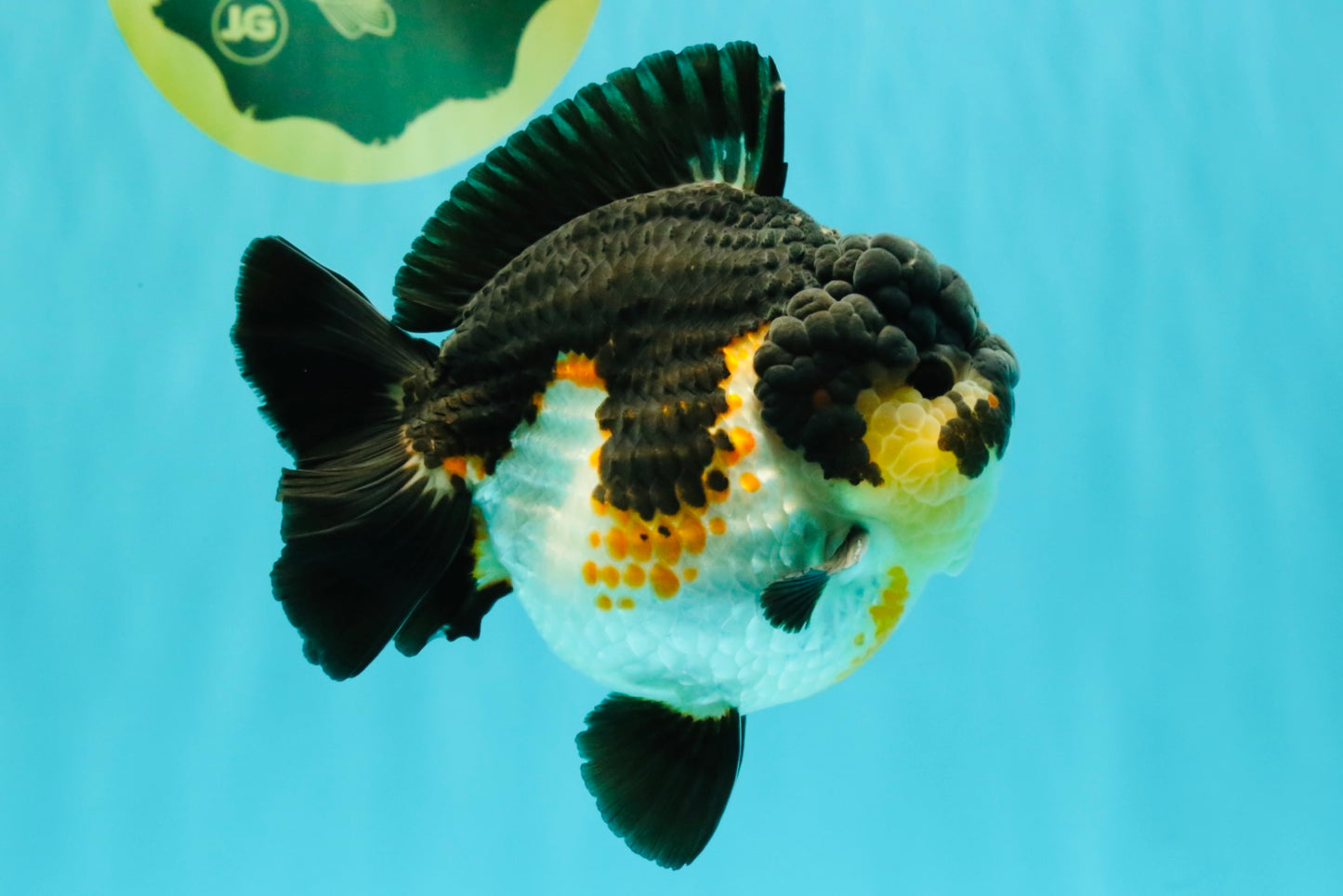 BATMAN AAA Grade Tricolor Yuanbao Male 4.5-5 inches #061926YB_33