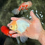 AAA Grade White Oranda Male 5.5 inches #072426OR_13