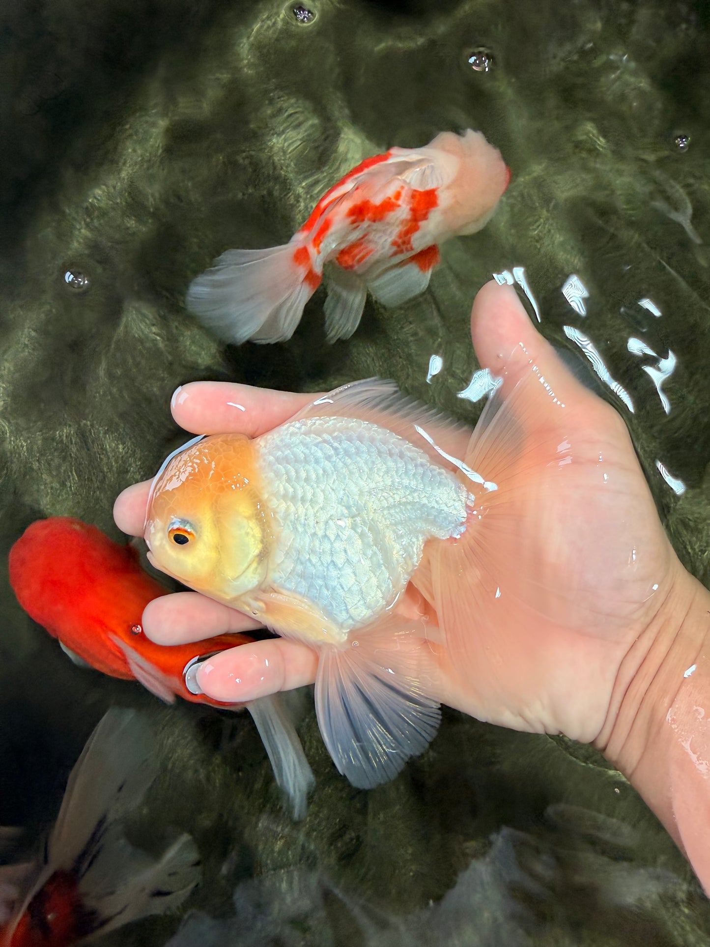 AAA Grade White Oranda Male 5.5 inches #072426OR_13