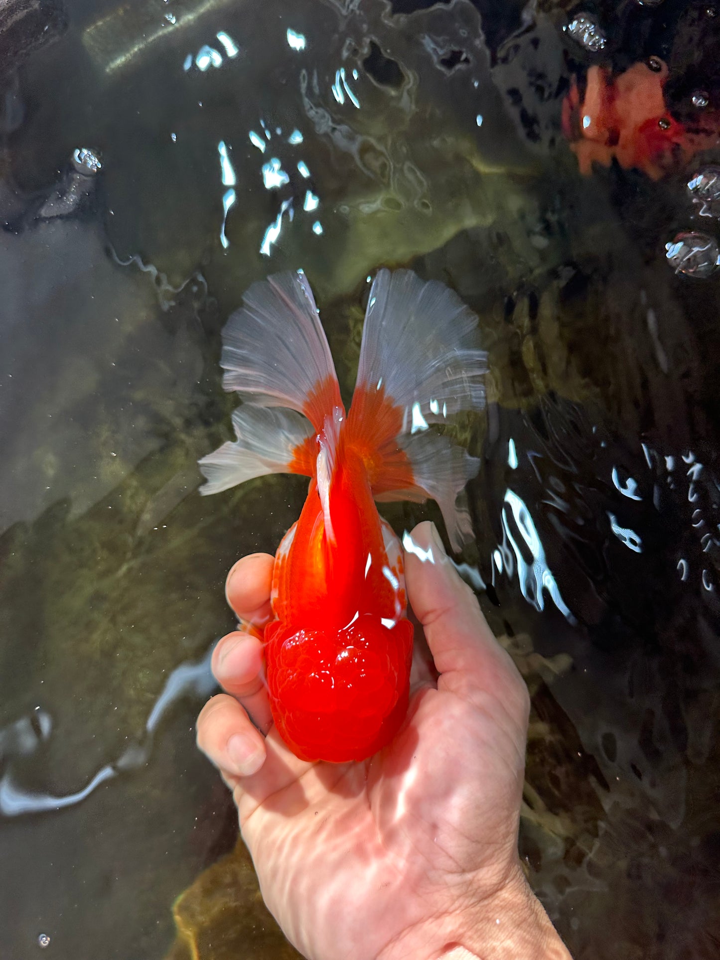 TOMATO AAA Grade Red White Oranda Male 5.5-6 inches #082225OR_11