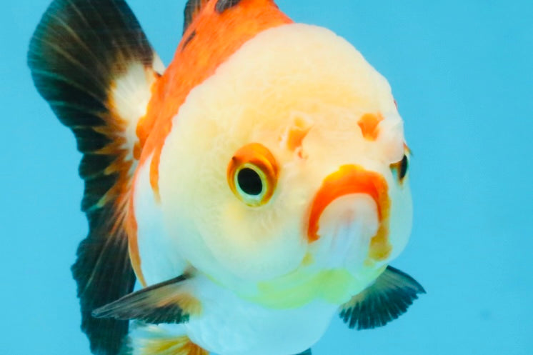 Tricolor Yuanbao Female 4 inches #111425YB_01