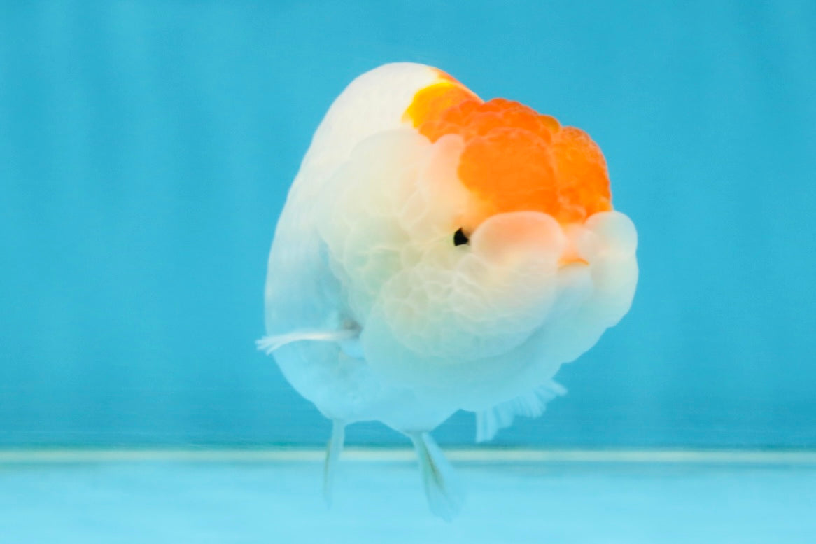 TANCHO Red White LionChu Female 4-4.5 inches #120525LC_15