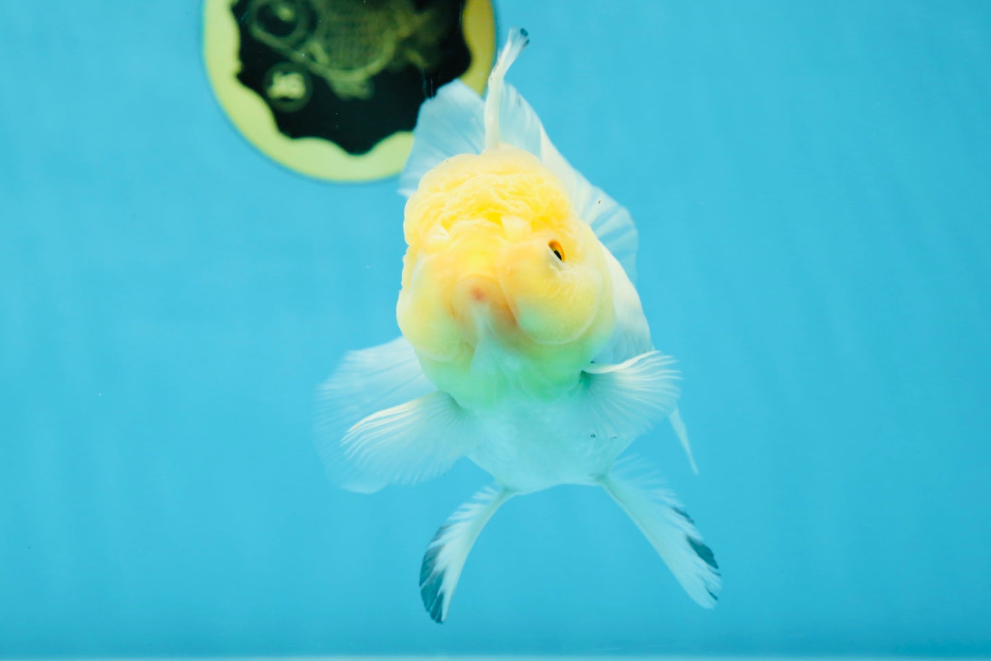 A Grade Snow White Oranda Female 5 inches #042525OR_03