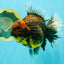 CHUNKY AAA Grade Broadtail Kirin Tiger Oranda Male 7-7.5 inches #080726OR_02