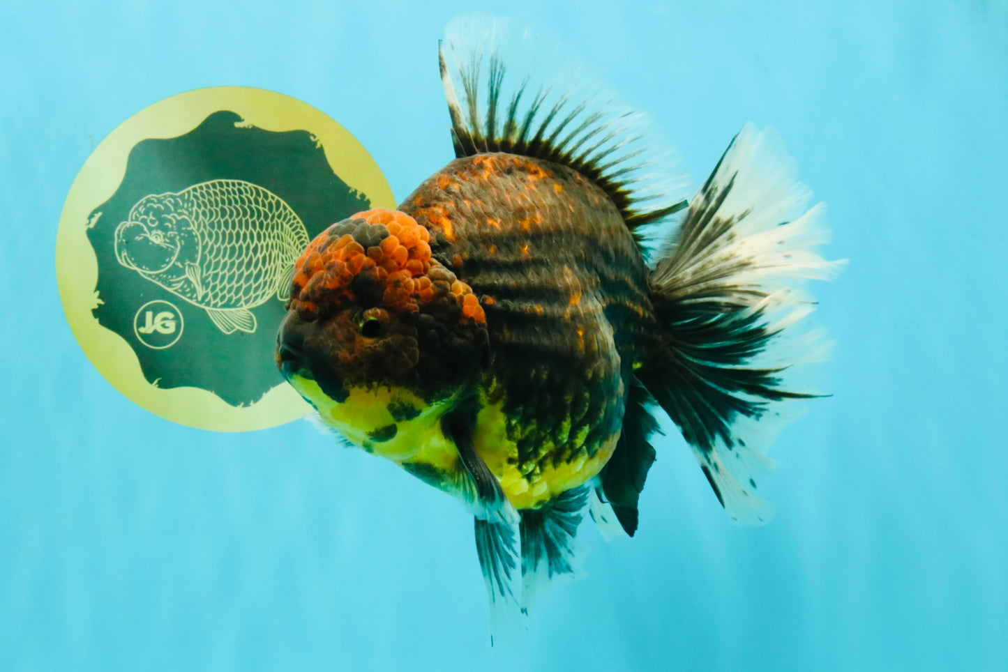 CHUNKY AAA Grade Broadtail Kirin Tiger Oranda Male 7-7.5 inches #080726OR_02