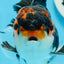 AAA Grade Tricolor Oranda Male 4.5 inches #0830OR_17