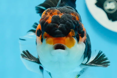 Grado AAA Tricolor Oranda Macho 4.5 pulgadas #0830OR_17