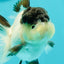 Cute Black Tancho Panda Oranda Male 3.5 inches #102524OR_19