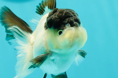 Cute Black Tancho Panda Oranda Male 3.5 inches #102524OR_19