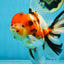 AAA Grade BEAUTY Tricolor Sakura Oranda Female 6 inches #082225OR_06