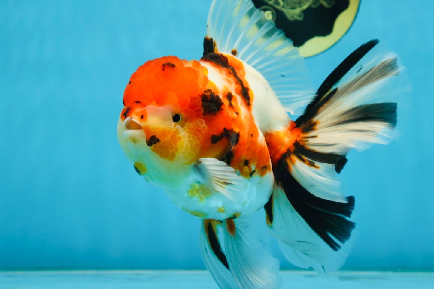 AAA Grade BEAUTY Tricolor Sakura Oranda Female 6 inches #082225OR_06