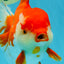 JUMBO AAA Grade Red White Oranda Female 7 inches #040326OR_22