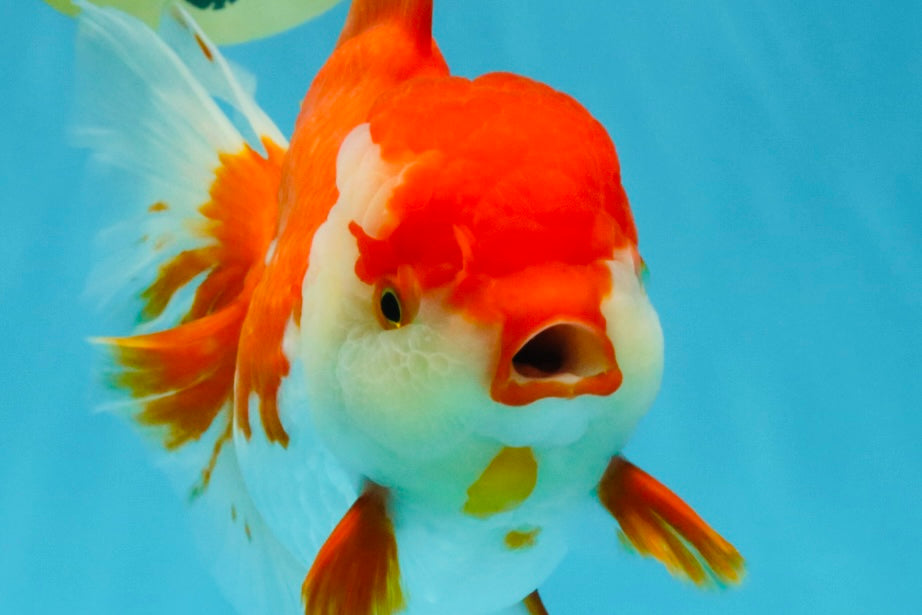 JUMBO AAA Grade Red White Oranda Female 7 inches #040326OR_22