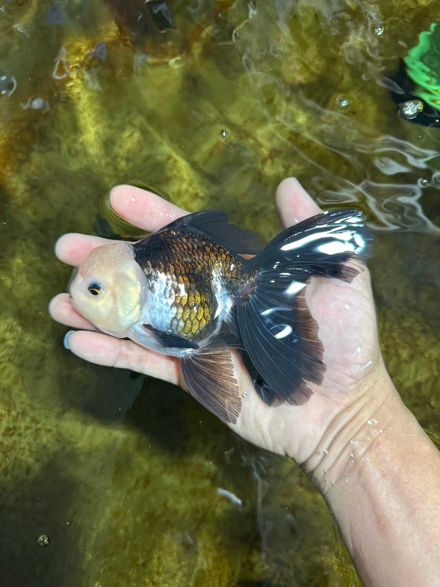 FLUFFY Panda Oranda Male 5-5.5 inches #091925OR_04