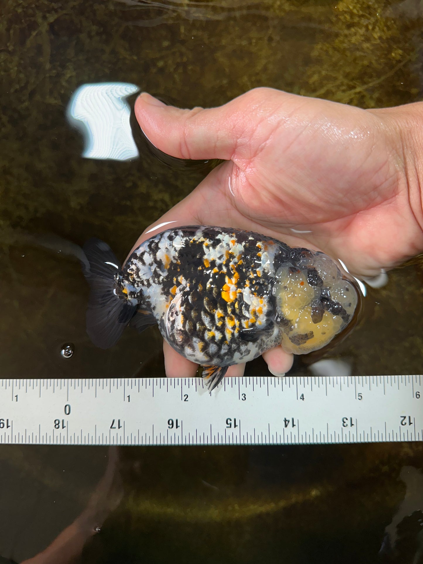 AAA Grade Special Tricolor Tiger LionQueen 4.5-5 inches #080125LC_18