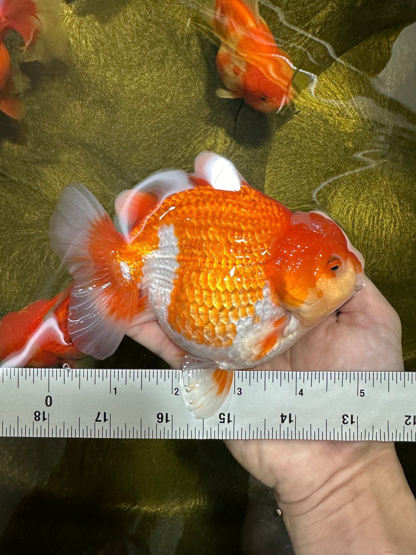 AAA Grade Well-rounded Red White Yuanbao Male 5 inches #122923YB_12