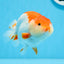 AAA Grade Red White Strong Body Structure Ranchu Male 4.5-5 inches #0712RC_05