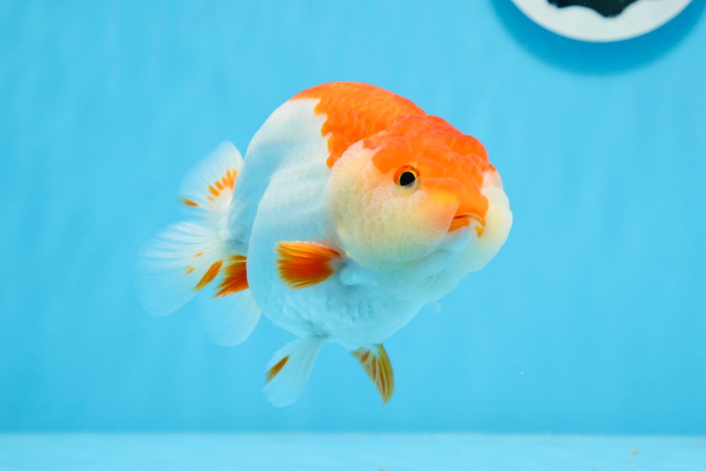 AAA Grade Red White Strong Body Structure Ranchu Male 4.5-5 inches #0712RC_05