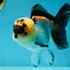 A Grade Panda Oranda Female 5-5.5 inches #050925OR_35
