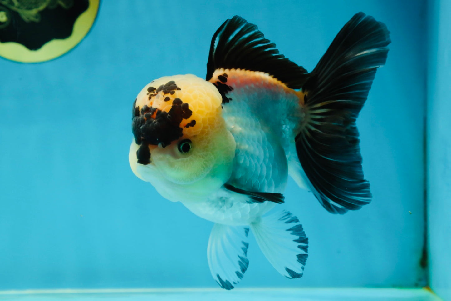 A Grade Panda Oranda Female 5-5.5 inches #050925OR_35