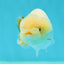🐣 New Baby Lemonhead Lipstick Lionchu Female 3.5 inches #0223LC_09