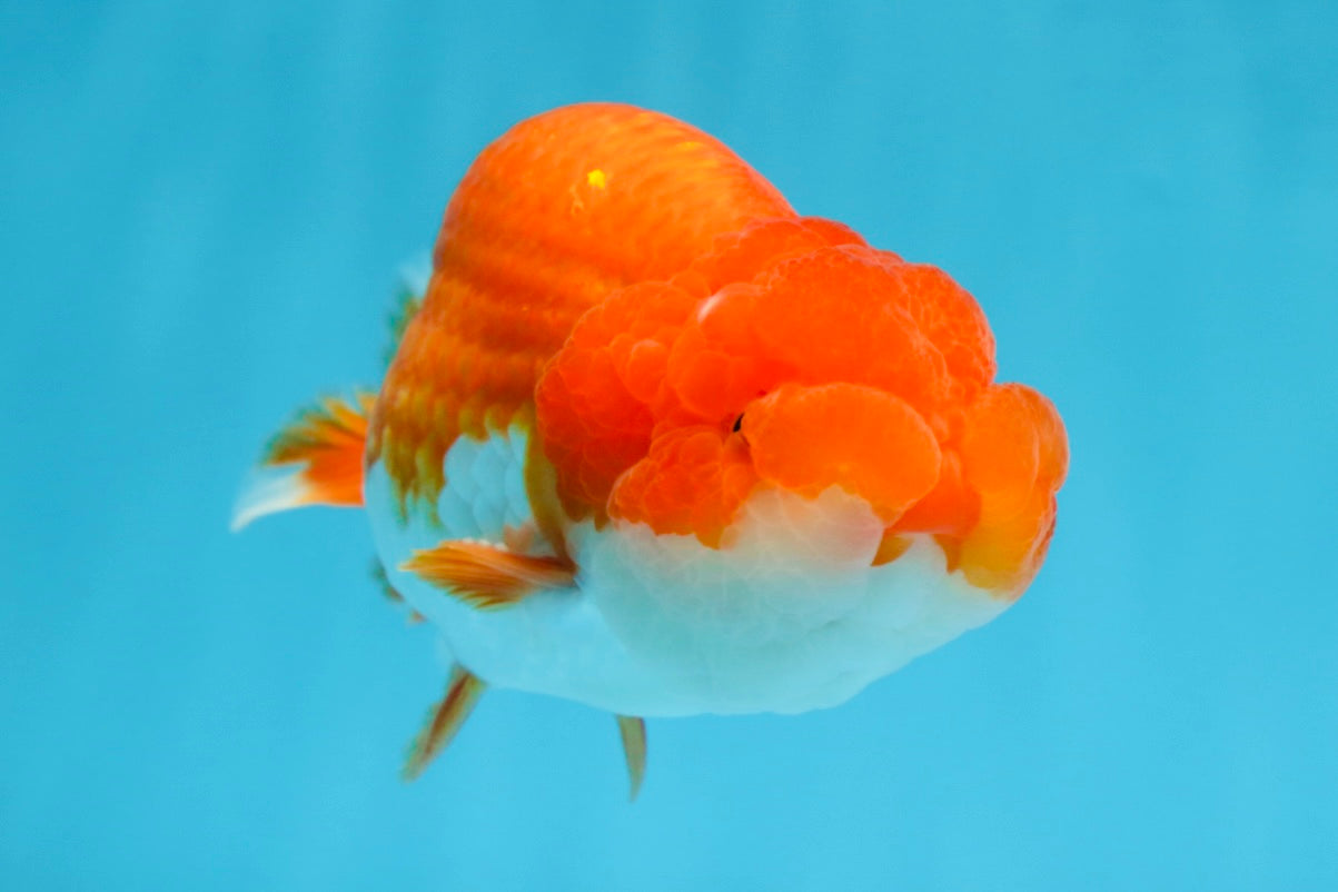 Red White Lionchu Male 4.5-5 inches #070425LC_11