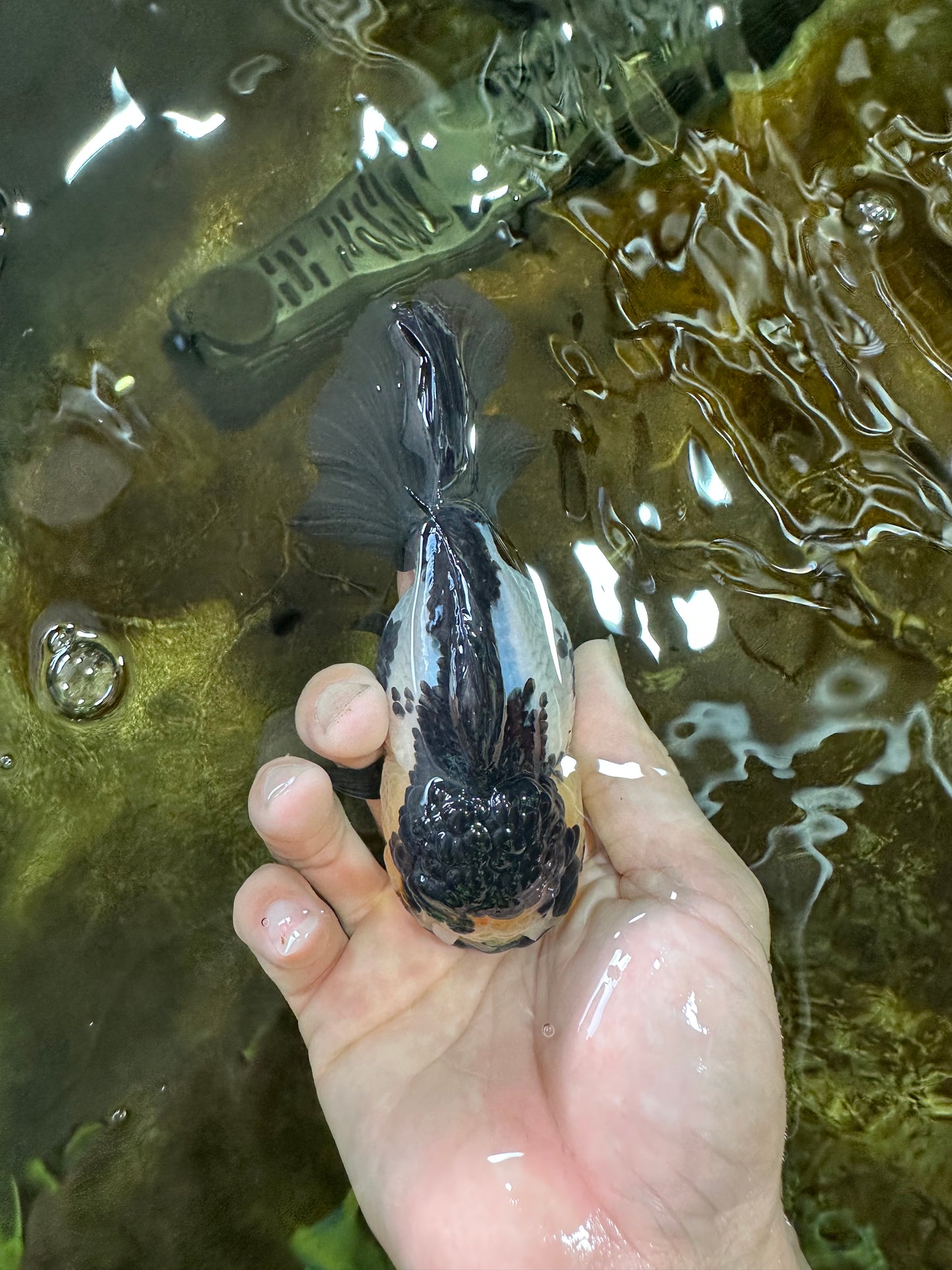 Panda Oranda Female 4.5-5 inches #071125OR_08