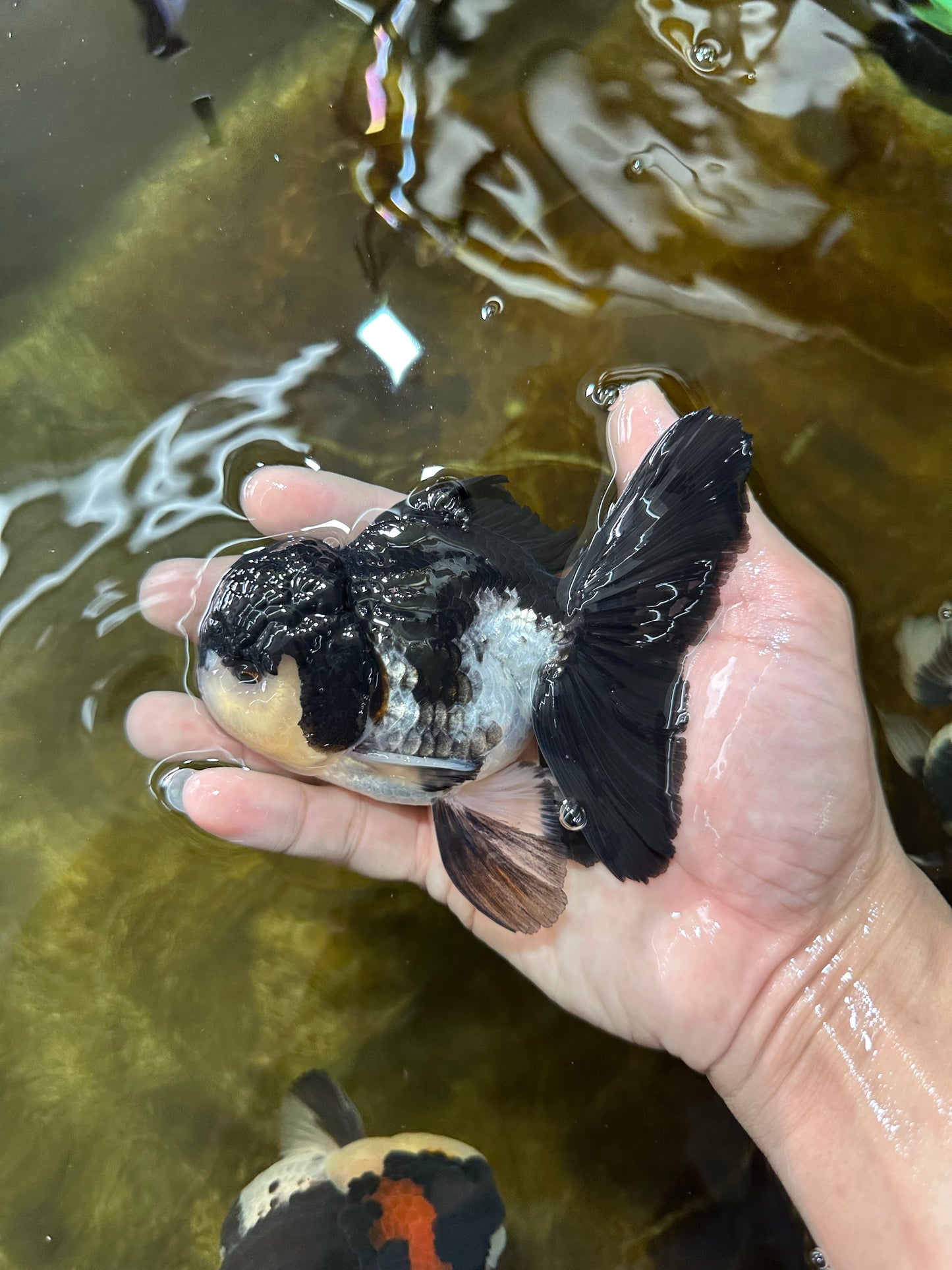 A Grade Panda Button Eyes Oranda Male 5 inches #080825OR_02