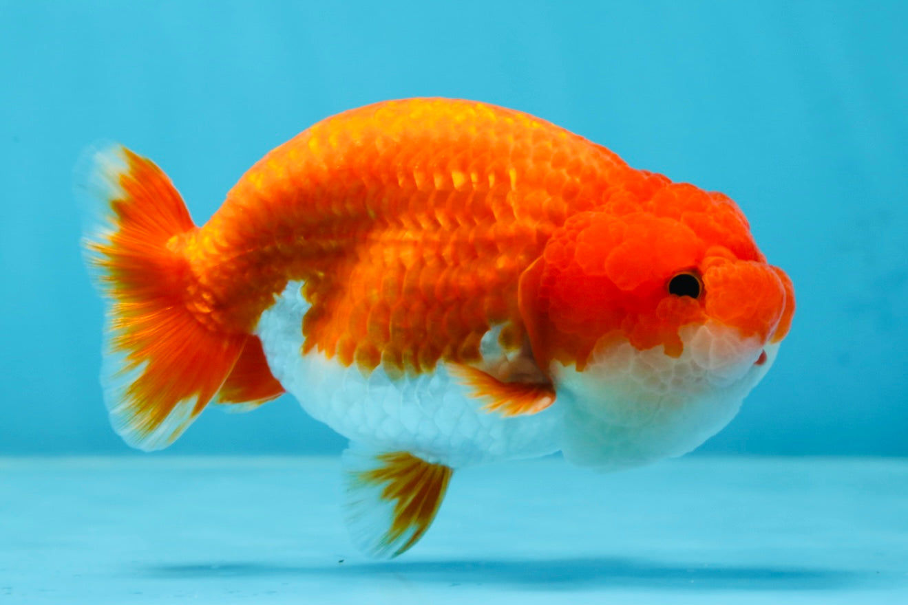 AAA Grade Red White LionKing 4-4.5  inches #053025LC_11