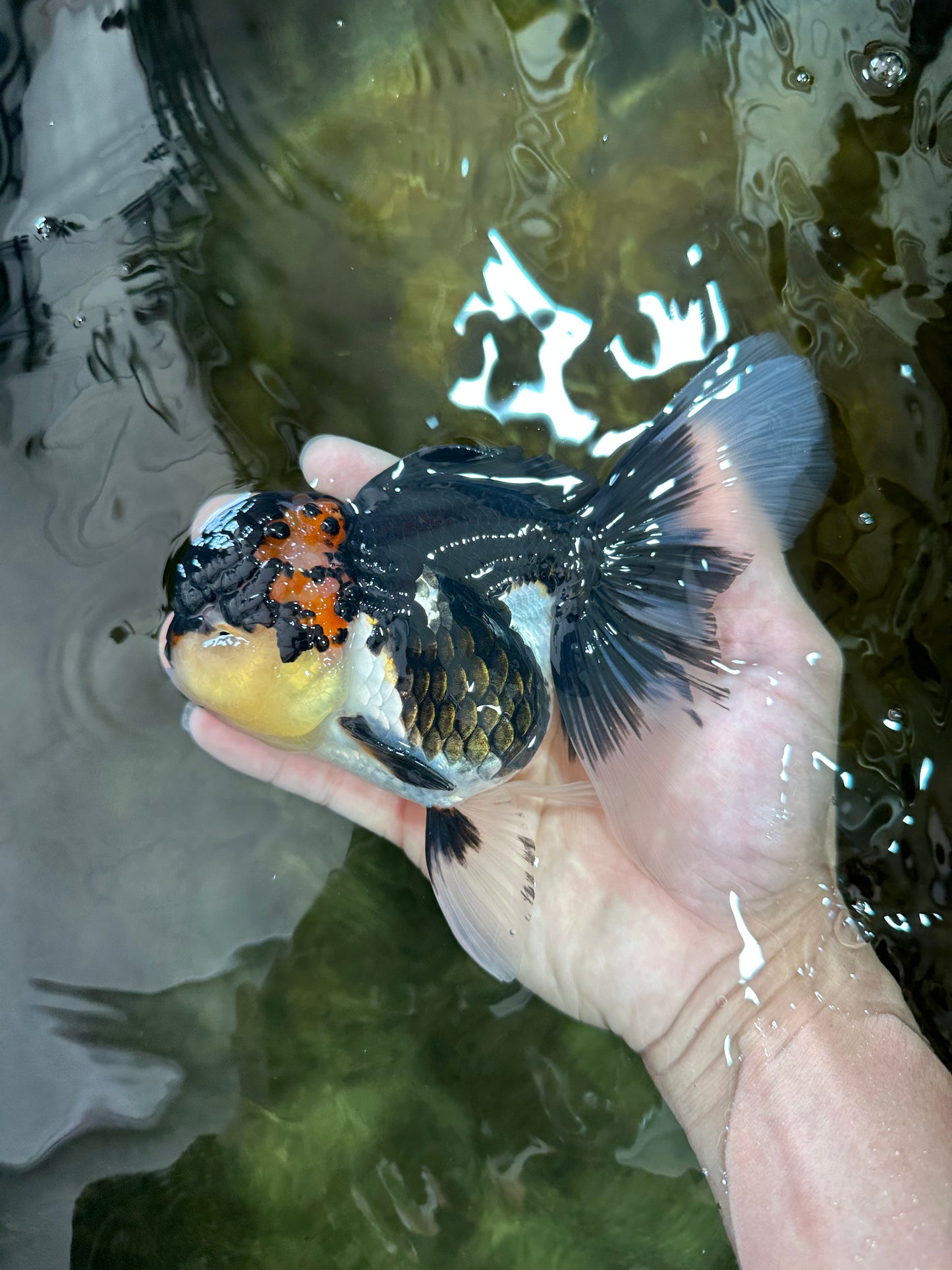 AAA Grade TOP Tricolor Oranda Female 6 inches #051625OR_31