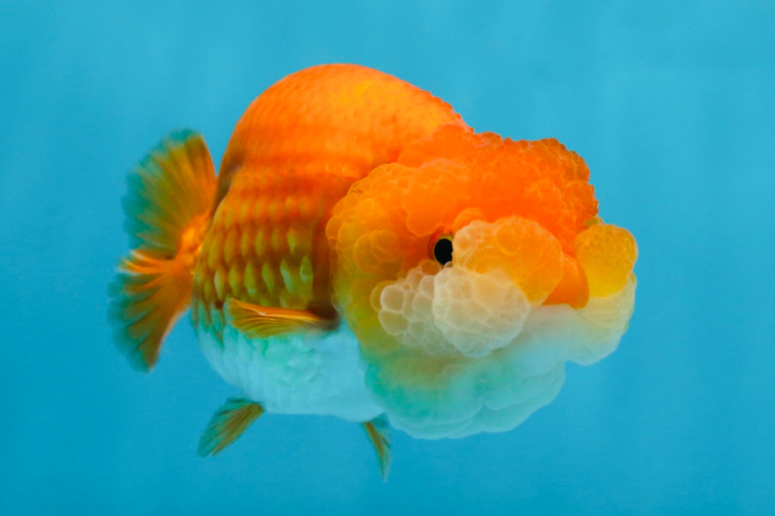 A Grade BIG WEN Red White LionQueen 4-4.5 inches #071125LC_02