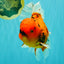 CHARLIE A Grade Tiger Oranda Male 7 inches #100926OR_10