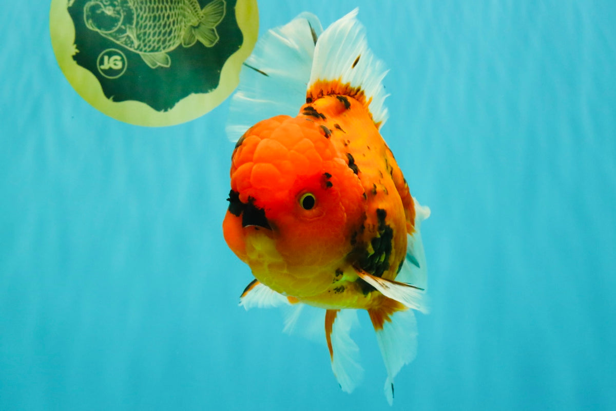 CHARLIE A Grade Tiger Oranda Male 7 inches #100926OR_10