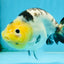 A Grade Milk Cow Ranchu Female 5 inches #101025RC_12