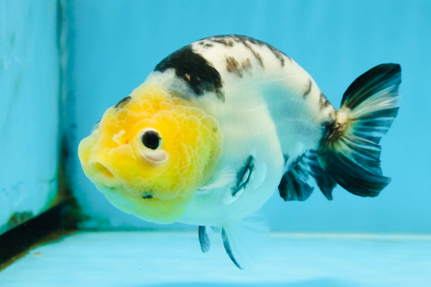A Grade Milk Cow Ranchu Female 5 inches #101025RC_12