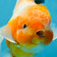 A Grade Sakura Oranda Male 4.5-5 inches #060625OR_24