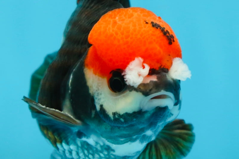 A Grade Pompom Tricolor Yuanbao Male 4 inches #052325YB_26